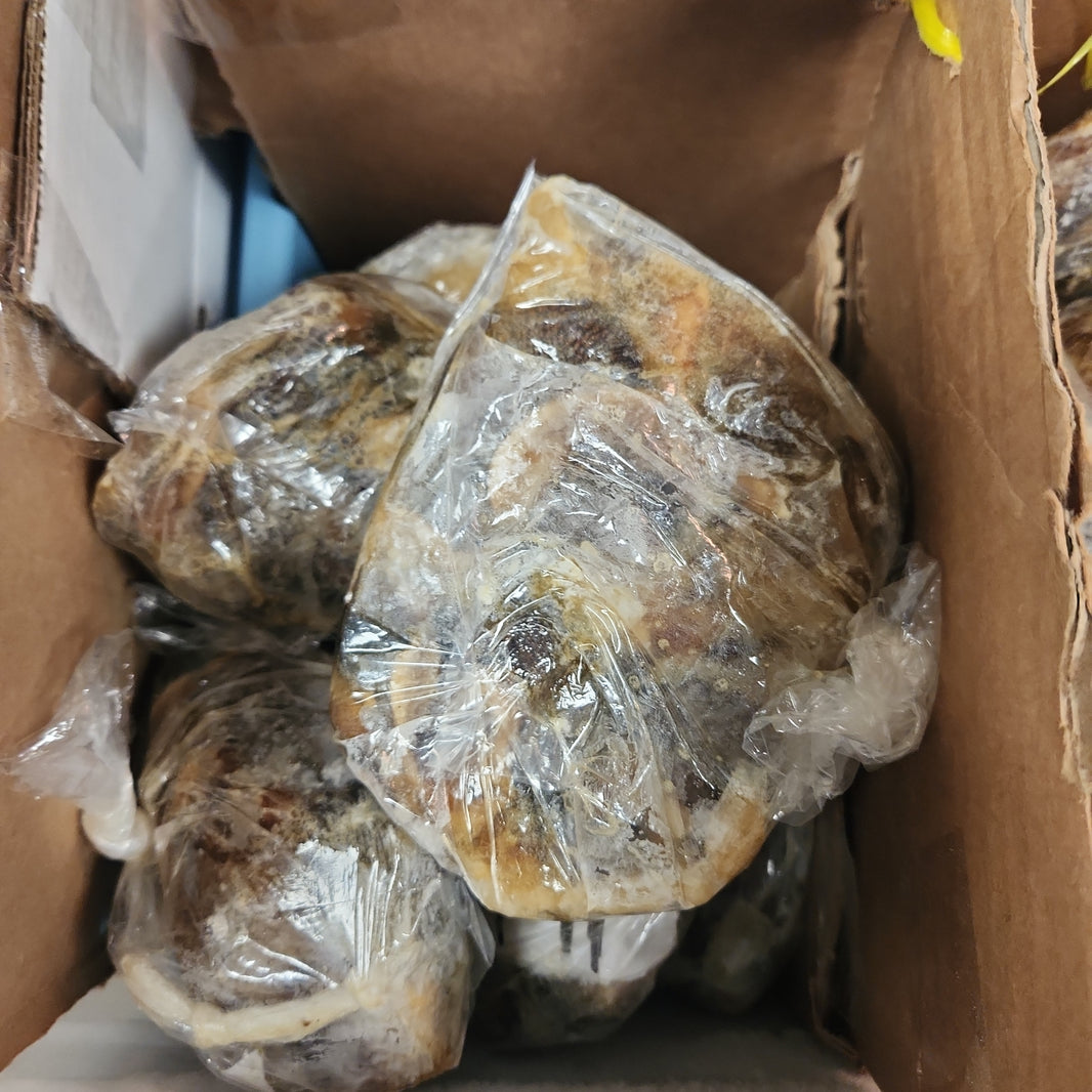 Snails/ Escargot (Large) (per pound) - African Caribbean Seafood Market