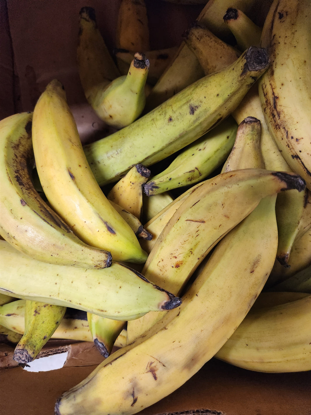 Plantain (Per Pound) - African Caribbean Seafood Market