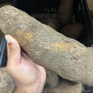 Yellow Yam (PER POUND) - African Caribbean Seafood Market